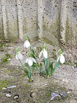 Freshly sprouted snowdrops, heralds of spring, bringing a touch of color and hope to the still sleepy landscape of nature