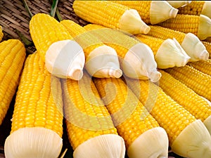 Fresh Corn Cobs for Sale
