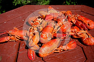 Freshly Steamed Maine Lobster