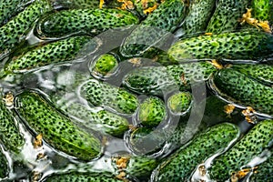 Freshly torn cucumbers in running water. Green cucumbers are thawed before preservation