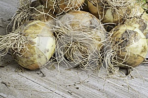 Freshly Unearthed Harvest Of Sweet White Onions