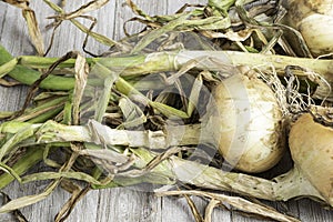 Freshly Unearthed Harvest Of Sweet White Onions