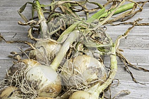 Freshly Unearthed Harvest Of Sweet White Onions