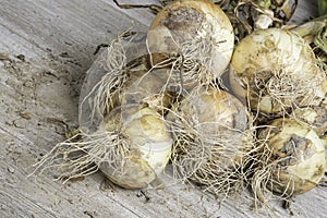 Freshly Unearthed Harvest Of Sweet White Onions photo