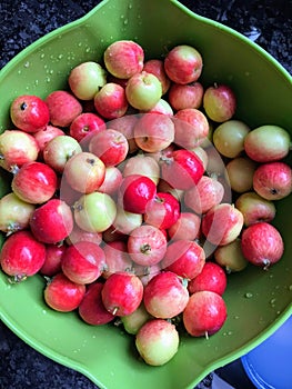 Freshly watched bowl of fresh crabapples