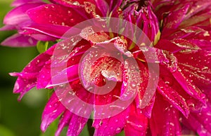 Freshly Watered Dahlia closeup