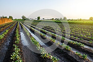 A freshly watered potato plantation in the early morning. Vegetable farming. Surface irrigation of crops. European farming.