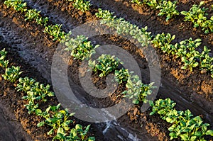 Freshly watered potato plants. Surface irrigation of crops on plantation. Agriculture and agribusiness. Growing vegetables