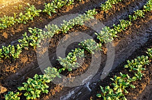 Freshly watered potato plants. Surface irrigation of crops on plantation. European farming. Agronomy. Moistening. Agriculture