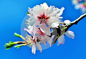 freshly white almond blossom flowered