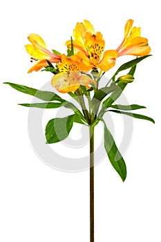 Freshness alstroemeria