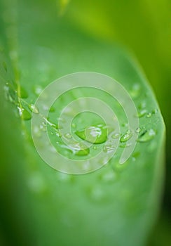 Freshness background, Droplets on green leaf background, Close up shot