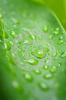 Freshness background, Droplets on green leaf background, Close up shot