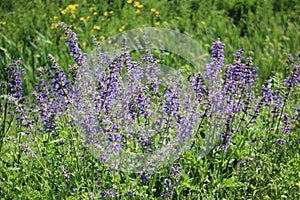 Freshness. Blooming Indigo Wild  Flowers And Young Green Grass