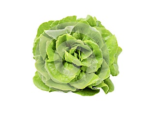 The Freshness butterhead lettuce isolated on white background