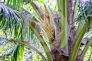 Freshness coconut flowers brunch on tree