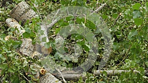 Freshness cut tree stump in public park