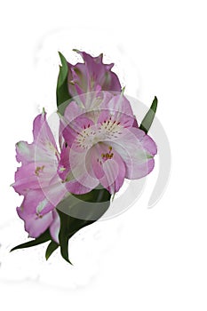 freshness and fragility flowers and petals of alstroemeria in a bouquet