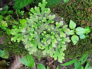 Freshness and fresh green fern selaginella involvens on the ground