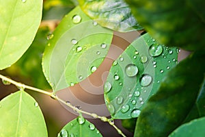 Freshness green leaves with rain drop