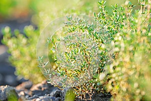 freshness green thyme herbs shrub nature bio in the natural agriculture outdoor on a field, garden with selective focus closeup