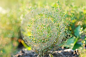 freshness green thyme herbs shrub nature bio in the natural agriculture outdoor on a field, garden with selective focus closeup