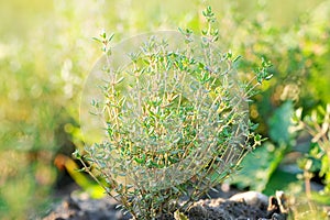 freshness green thyme herbs shrub nature bio in the natural agriculture outdoor on a field, garden with selective focus closeup