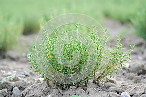 freshness green thyme herbs shrub nature bio in the natural agriculture outdoor on a field, garden with selective focus closeup