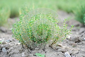 freshness green thyme herbs shrub nature bio in the natural agriculture outdoor on a field, garden with selective focus closeup