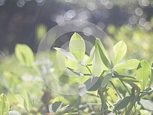 The freshness of the leaves in the little forest