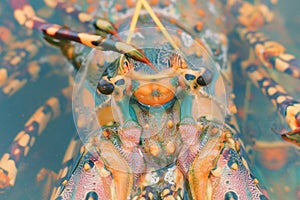 Freshness Lobster Close-up