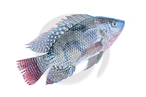 Freshness Oreochromis niloticus isolated or mossambicus fish isolated white background