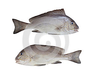 Freshness of PAINTED SWEETLIPS fish isolated on white background