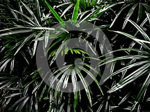 Freshness palm leaves surface in dark tone as rife forest background