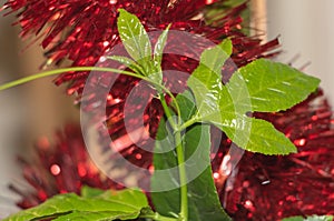 The Freshness of Passion Fruit Leaves in red Christmas Tinsel background