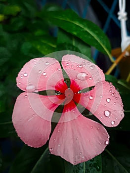 The freshness of pretty pink flowers