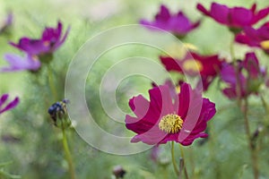 Freshness purple cosmos flowers in the garden with green natural