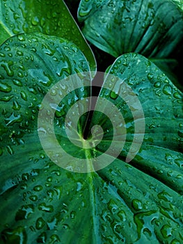 FRESHNESS RAIN DROPS ON TROPICAL GREEN LEAF