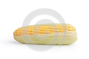 Freshness raw corn isolated on the white background