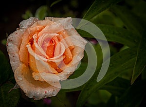 Freshness of rose garden after rain, colourful orange rose