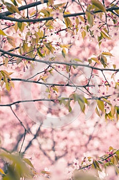 Freshness of Spring, cherry blossom branches with white delicate flowers and blurry background