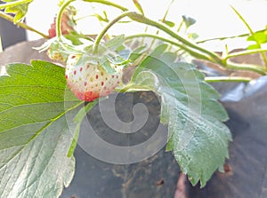Freshness strawberry