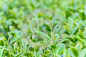 Freshness tea top in plantation