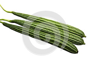 freshness three green angled loofah or aculangula vegetable long size shape. Isolated on white background with clipping path