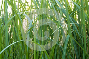 Freshness verdant green of Vetiver Grass blade