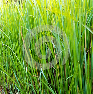 Freshness verdant green of Vetiver Grass blade