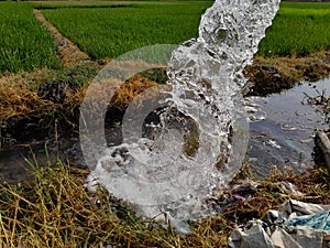 the freshness of the water irrigating the rice fields