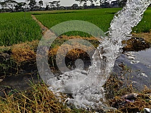 the freshness of the water irrigating the rice fields