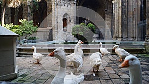 The freshness and whiteness of bird feathers is a symbol of the pure and immaculate thoughts of St. Eulalia. photo