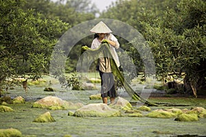 Freshwater algae Villagers or fishermen in the Mekong River